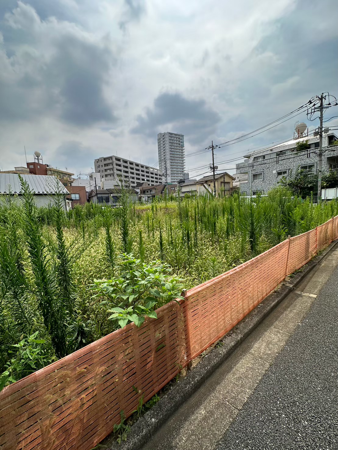 東京都　草刈り